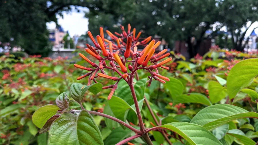 Photography capture
