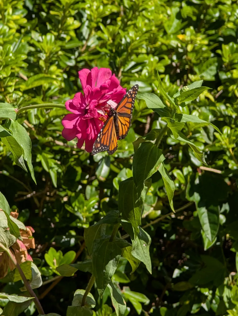 Photography capture